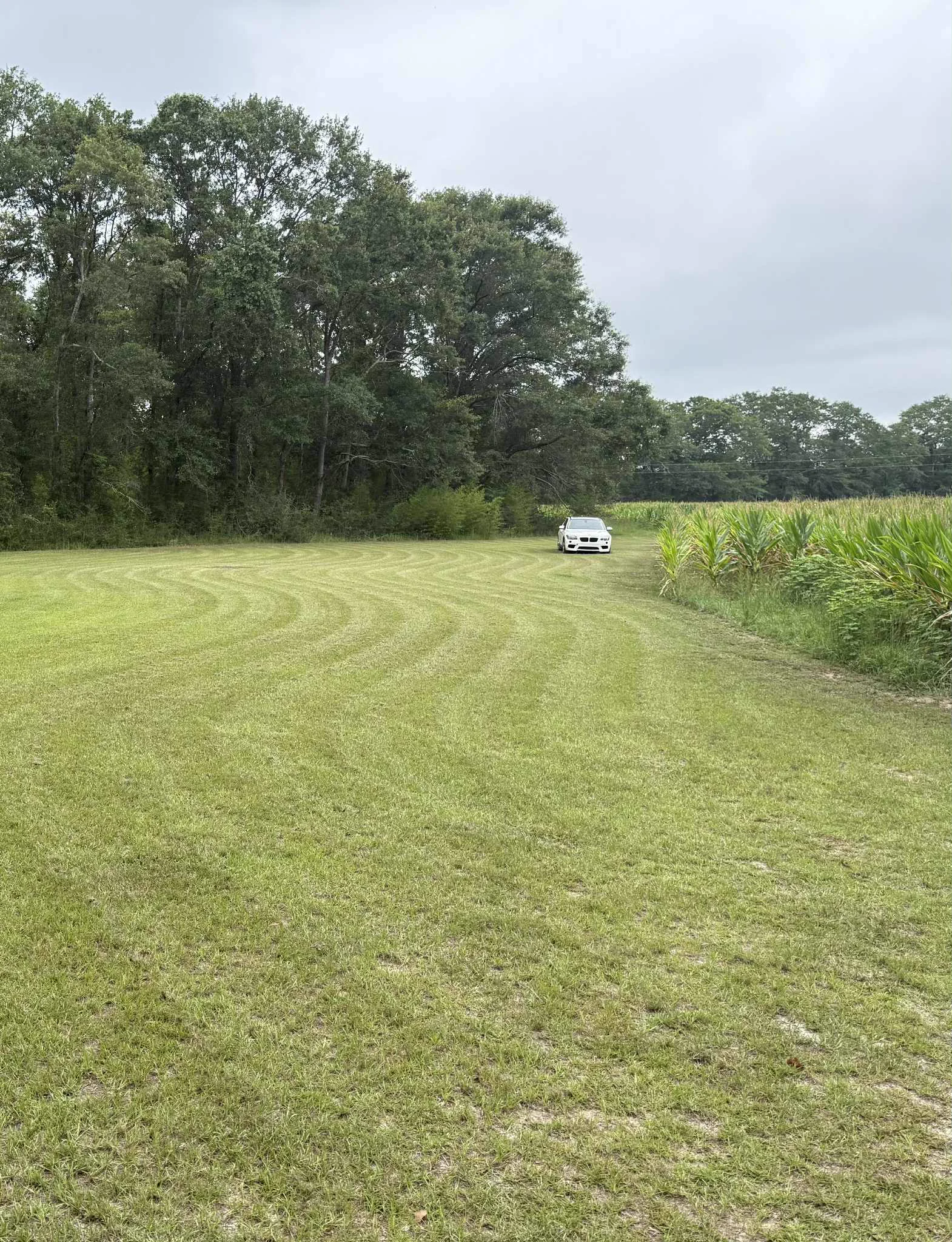 Residential lawn mowing and care