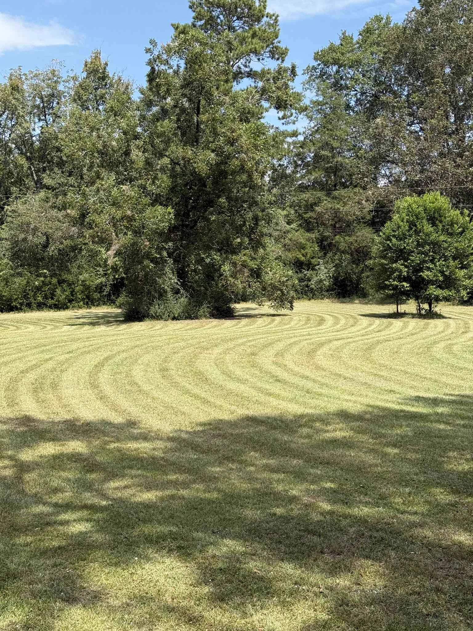 Tree trimming and lawn edging service